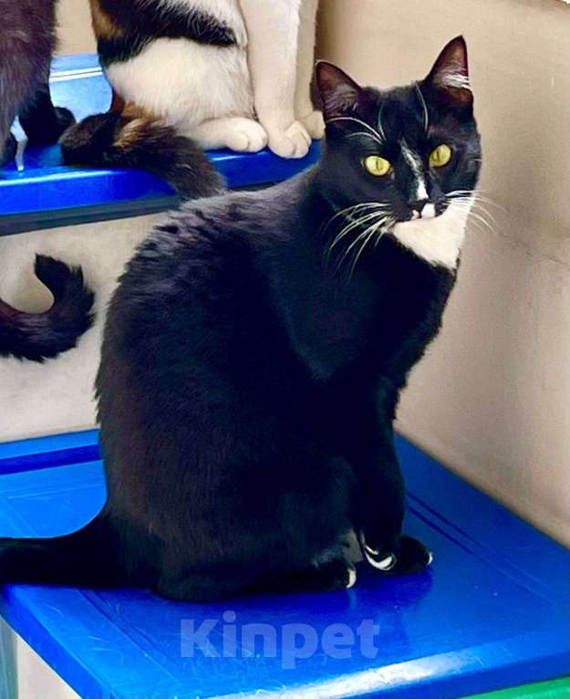 Кошки в Москве: Шарошка, зеленоглазая красавица Девочка, Бесплатно - фото 2