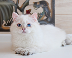 Кошки в Рыбинске: Британский голубоглазый длинношерстный мальчик Мальчик, 20 000 руб. - фото 1