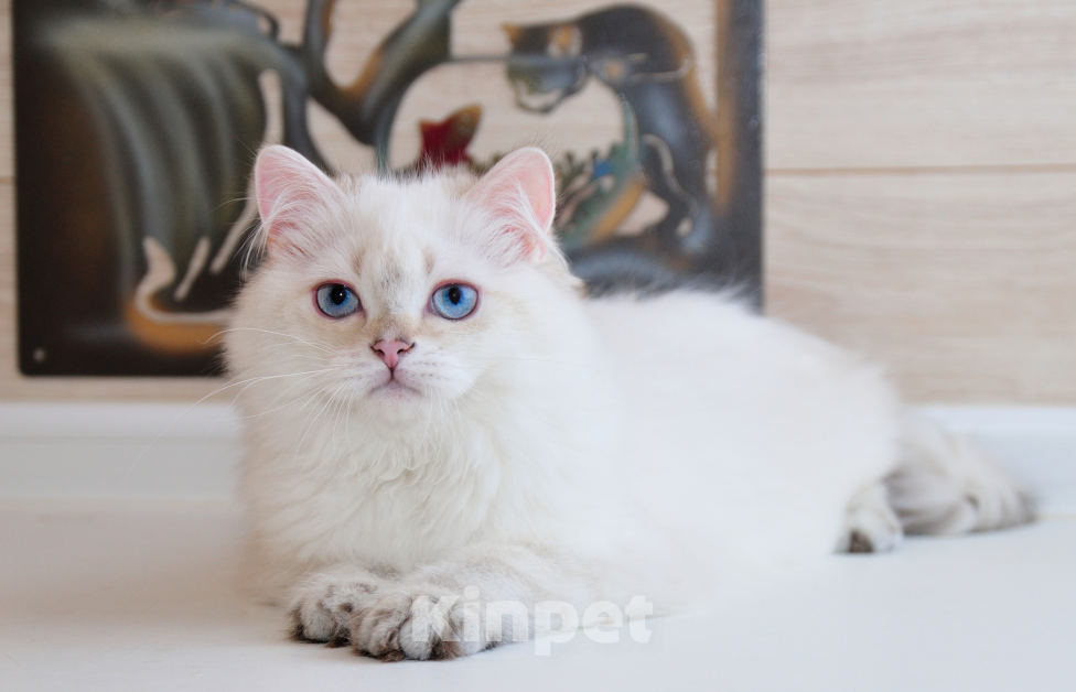 Кошки в Рыбинске: Британский голубоглазый длинношерстный мальчик Мальчик, 20 000 руб. - фото 1