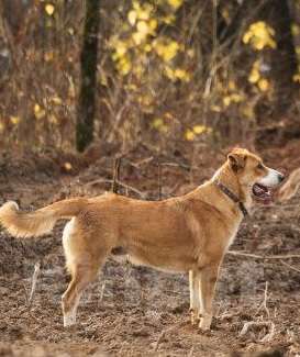 Собаки в Москве: Балу ищет дом Мальчик, Бесплатно - фото 5