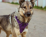 Собаки в Москве: Общительный, дружелюбный пёс Поль из приюта, ищет дом Мальчик, 10 руб. - фото 2