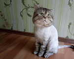 Кошки в Архангельске: Кот на вязку, 1 000 руб. - фото 6