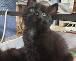 Кошки в Малмыже: Котята мейнкунята ,2 месяца, 3 900 руб. - фото 5