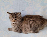 Кошки в Ливны: Котенок, Бесплатно - фото 2