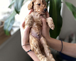 Собаки в Москве: Щенки миниатюрного пуделя из Atelier Princess Мальчик, 80 руб. - фото 3