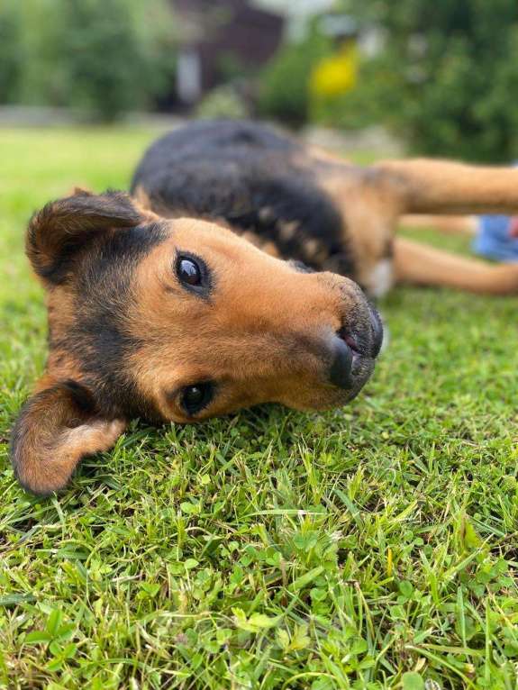 Собаки в Москве: Маргошу никто не замечает, подарите ей дом Девочка, Бесплатно - фото 10