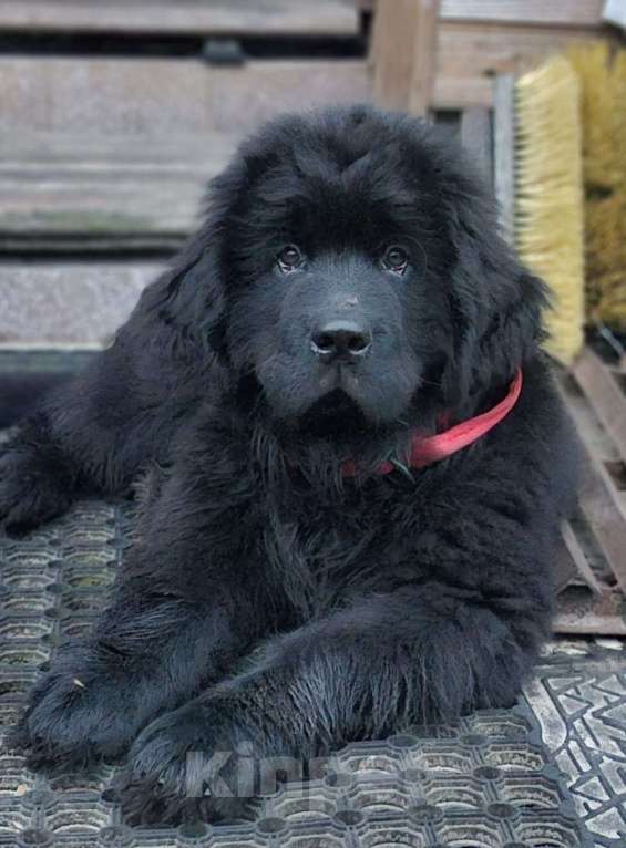 Собаки в других городах Ленинградской области: готова к переезду в новый дом  Девочка, Бесплатно - фото 3