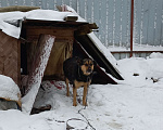 Собаки в Нижнем Новгороде: Красивая,добрая девочка ищет своего человека Девочка, Бесплатно - фото 2