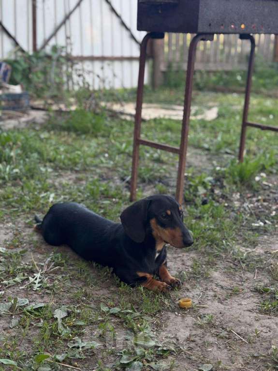 Собаки в других городах Калужской области: Пропала собака !  Мальчик, 20 000 руб. - фото 2