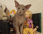 Кошки в Волжском: Ориентальные котята Разнополые, Бесплатно - фото 9