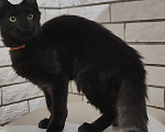 Кошки в Энгельс: Котенок мейн кун Мальчик, 45 000 руб. - фото 3