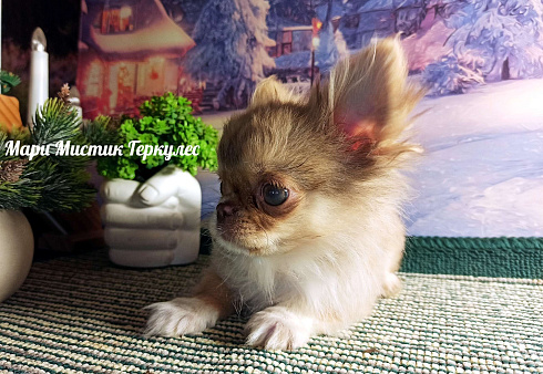 Микро чихуахуа Геркулес