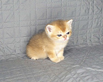 Кошки в Москве: Шотландские вислоухие котята Девочка, 70 000 руб. - фото 1
