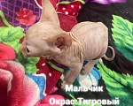 Кошки в Армавире: Продаются котята канадского сфинкса  Девочка, Бесплатно - фото 3