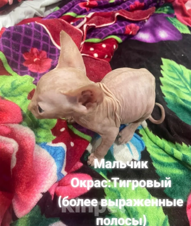 Кошки в Армавире: Продаются котята канадского сфинкса  Девочка, Бесплатно - фото 3