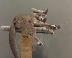 Кошки в Томске: Кошка Кира Девочка, Бесплатно - фото 2