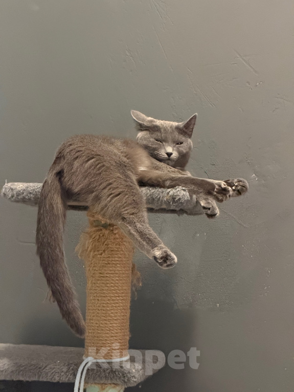 Кошки в Томске: Кошка Кира Девочка, Бесплатно - фото 2