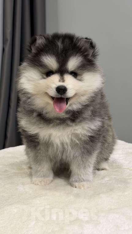 Собаки в Санкт-Петербурге: Мальчик помски Мальчик, 70 000 руб. - фото 5