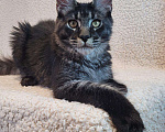 Кошки в других городах Ленинградской области: Кот мейн-кун Y Lucik Raksi Line Мальчик, Бесплатно - фото 3