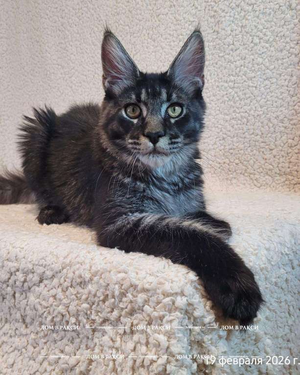 Кошки в других городах Ленинградской области: Кот мейн-кун Y Lucik Raksi Line Мальчик, Бесплатно - фото 3
