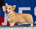 Собаки в Санкт-Петербурге: Щенок Вельш корги пемброк Мальчик, 80 000 руб. - фото 4