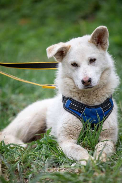 Собаки в Всеволожске: Белла 2 из приюта в добрые руки Девочка, Бесплатно - фото 4