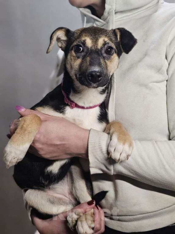 Собаки в Санкт-Петербурге: отдам щенка в в самые лучшие ручки Девочка, Бесплатно - фото 3