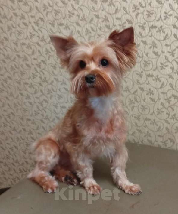 Собаки в Королеве: Девочка, русалка Девочка, 25 000 руб. - фото 1