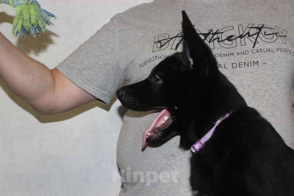 Собаки в Красноярске: Щенок ВЕО Норд Стар Мальчик, Бесплатно - фото 1