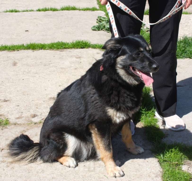 Собаки в Москве: Алиса в поисках любящей семьи Девочка, 100 руб. - фото 5