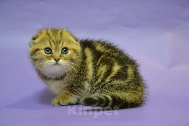 Кошки в Москве: Скоттиш фолд мальчик мраморный Мальчик, 65 000 руб. - фото 2