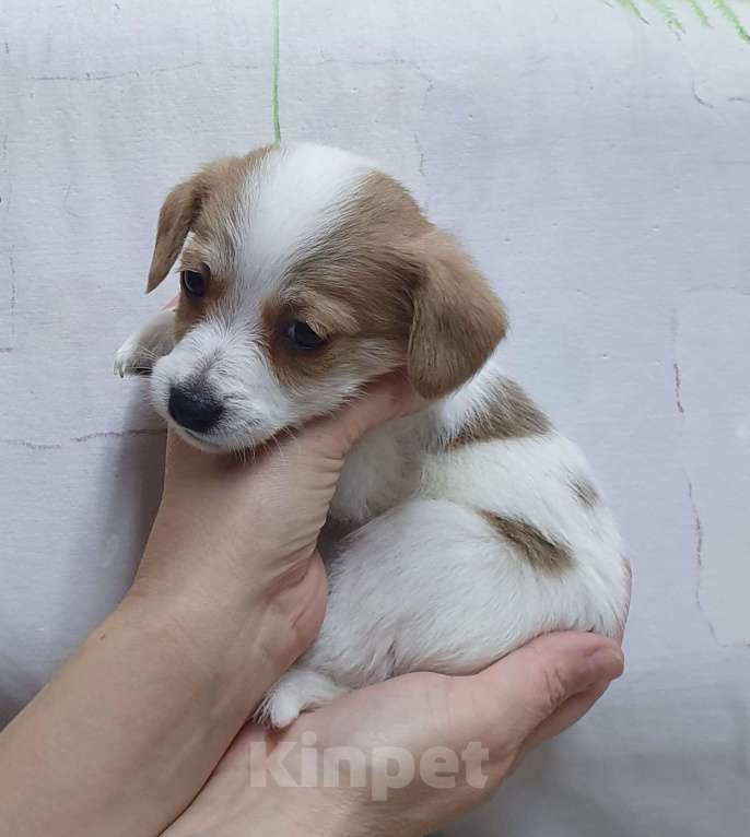 Собаки в Красноярске: Щенок джек Рассел терьер мальчик Мальчик, 18 000 руб. - фото 6