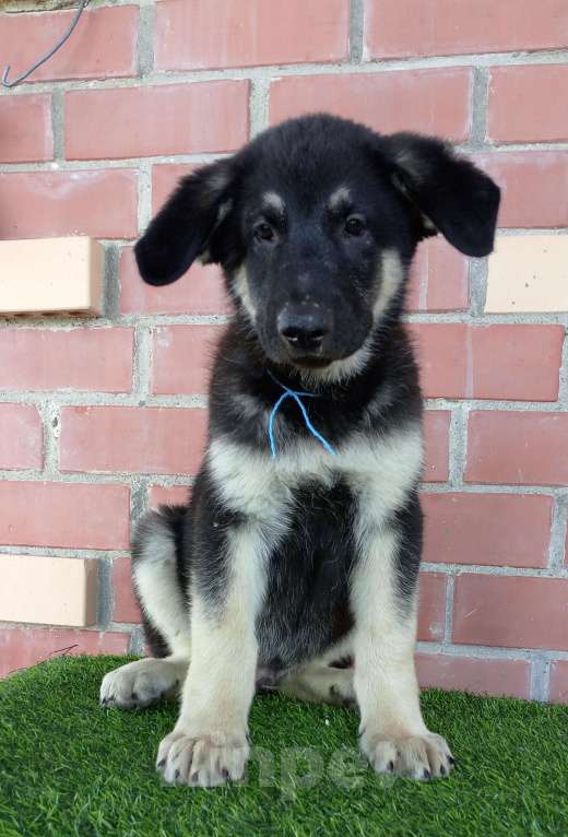 Собаки в других городах Амурской области: Щенки восточноевропейской овчарки, ВЕО, овчарки Девочка, 30 000 руб. - фото 6