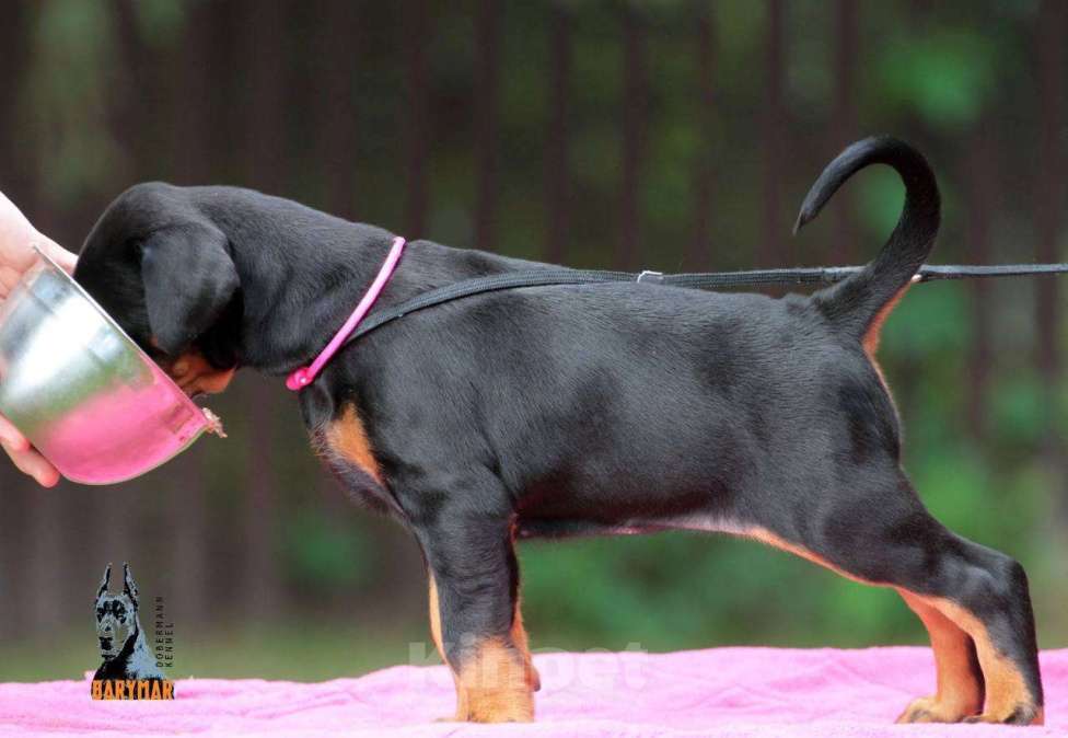 Собаки в Москве: Щенок добермана. Баримар Фатум Девочка, 120 000 руб. - фото 2