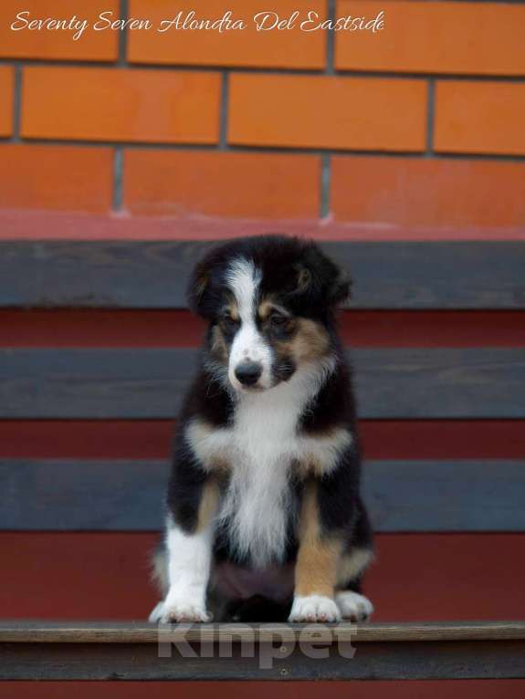 Собаки в Москве: Щенок миниатюрная американская овчарка (миниаусси) Девочка, 100 000 руб. - фото 4