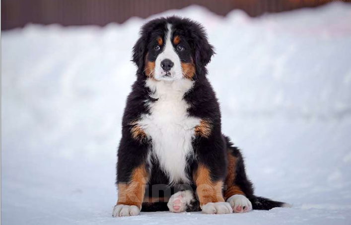 Собаки в Волоколамске: Бернский Зенненхунд, Ласточка.  Девочка, 250 000 руб. - фото 4