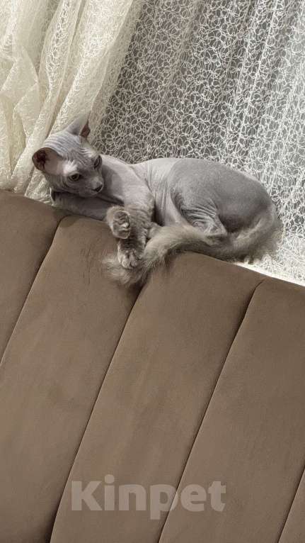 Кошки в Сургуте: Донской сфинкс Мальчик, 5 000 руб. - фото 1