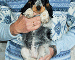 Собаки в Переславле-Залесском: Английского кокера щенок Девочка, 60 000 руб. - фото 1