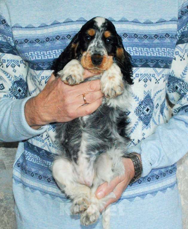 Собаки в Переславле-Залесском: Английского кокера щенок Девочка, 60 000 руб. - фото 1