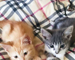 Кошки в Геленджике: Две замечательные девчушки Девочка, 1 руб. - фото 3