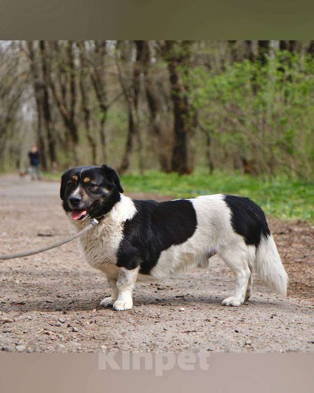 Собаки в других городах Московской области: Крошка Пудинг в дар Мальчик, Бесплатно - фото 2