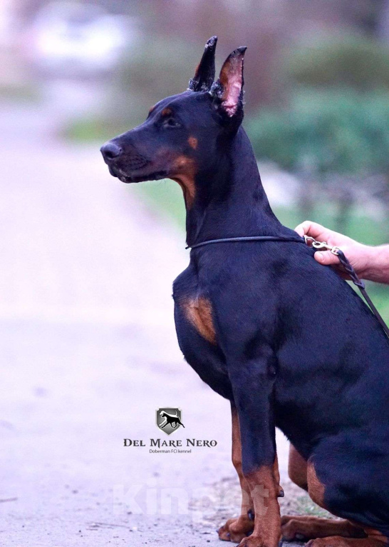 Собаки в Ейске: щенок добермана Девочка, 90 000 руб. - фото 3