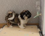 Собаки в Лобне: Маленькая игрулька Ши-тцу Девочка, Бесплатно - фото 3