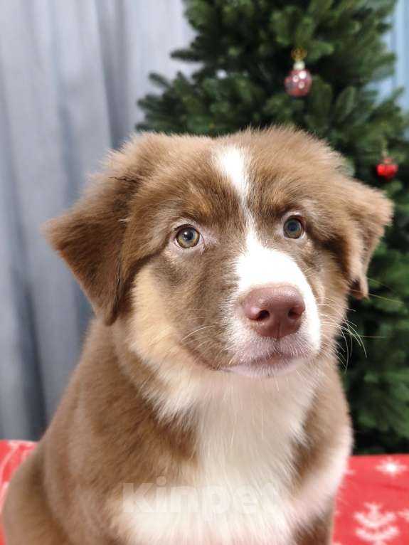 Собаки в Липецке: Австралийская овчарка Девочка, 90 000 руб. - фото 1