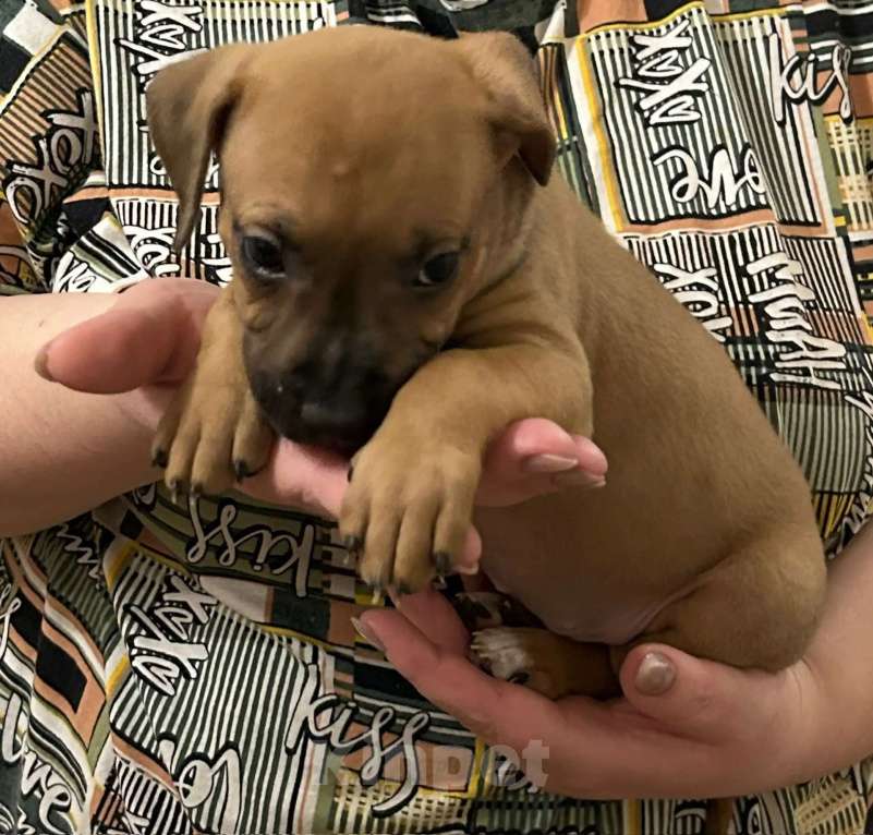 Собаки в Липецке: Щенки американского стаффордширского терьера Разнополые, 11 000 руб. - фото 6