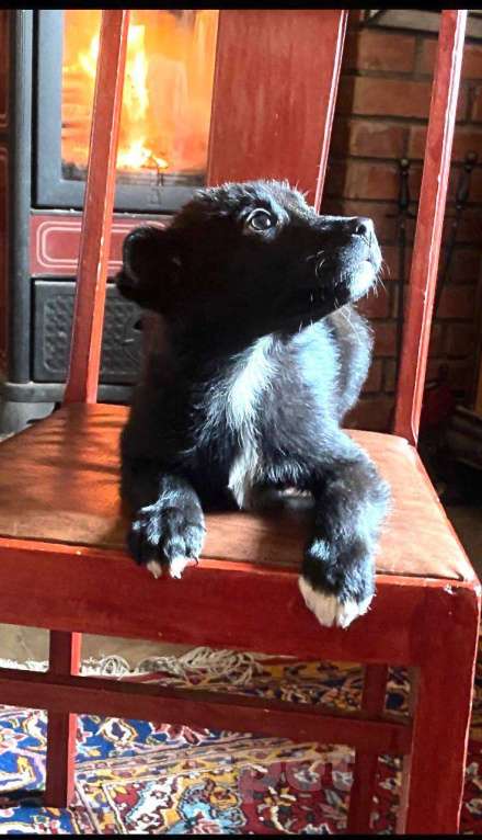 Собаки в Красногорске: Щенок Трюфель 2 месяца ищет дом Мальчик, Бесплатно - фото 3