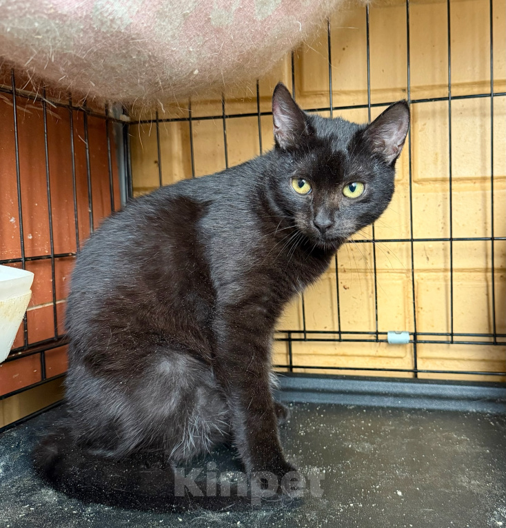 Кошки в Москве: Котёнок Мисти чёрная красавица в добрые руки Девочка, Бесплатно - фото 4