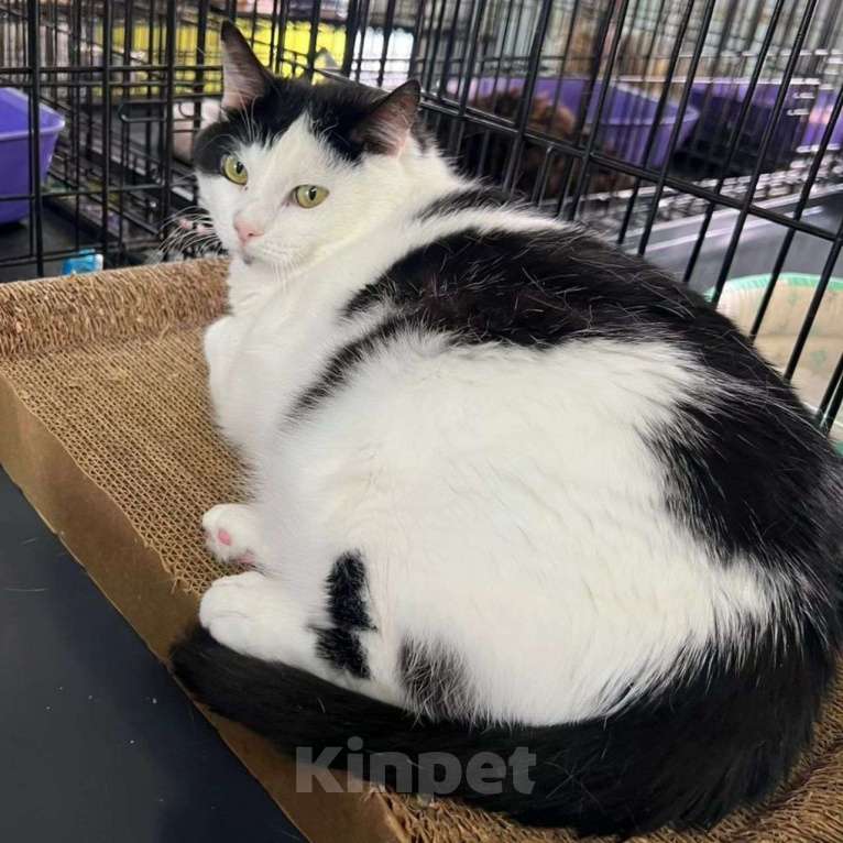 Кошки в Москве: Эльза осталась совсем одна Девочка, Бесплатно - фото 4