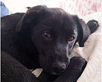 Собаки в Краснодаре: Щенок с прививками стерильна Девочка, 10 руб. - фото 5