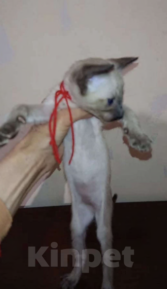 Кошки в других городах Воронежской области: Продажа ориентальных котят. Разнополые, 25 000 руб. - фото 2